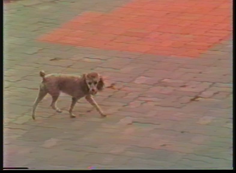 VHS Capture with SVHS Player, In built TBC, External Frame Sync, Black Magic Analog converter, ProcAmp adjusted to compress contrast for fixing in editing later