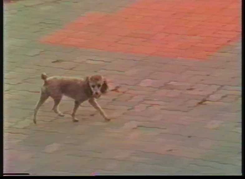 VHS Capture with SVHS Player, In built TBC, External Frame Sync, Black Magic Analog converter, ProcAmp adjusted to compress contrast for fixing in editing later