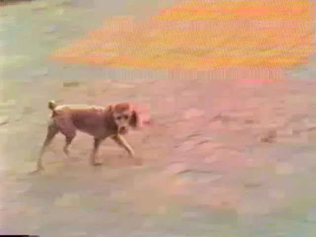 VHS Capture with Elgato USB Capture Device